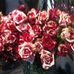 Winston Flowers Greenwich - Facebook