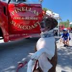 Winston Fuller - @adognamedwinstoninirb - Instagram