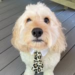 Winston Winsor Fuller - @winnie_thepuppy - Instagram