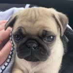 Winston 🐾 - @winston_gibson22 - Instagram