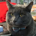 Winston Ash Gibson - @sir_winston_the_pretty_kitty - Instagram