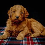 Winston Jameson Gibson - @winstonswalkoflife - Instagram