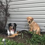 Winston&Gibson - @thesweetlifeofwinstonandgibson - Instagram