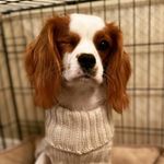 Prince Winston Gregory 🐶 - @winston_warlick_ - Instagram