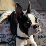 Winston Alexander Gregory - @winstontheboston10 - Instagram