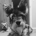 Winston Gregory - @winston.the.hound - Instagram