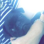 Winston Gregory-George🐶 - @sirwinniethepug - Instagram