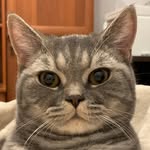 Винстон серый - @winston_grey0404 - Instagram