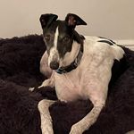 Adventures of Mr Win - @winston_greyhound - Instagram
