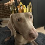 W I N S T O N 🐾 - @winston.the.grey.ghost - Instagram