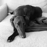 Winston - @winston_the_grey - Instagram