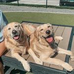 Winston and Grey - @winston_and_grey_thegoldens - Instagram