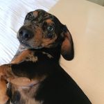 🐾Winston Grey🐾 - @winstongreydachshund - Instagram