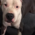 Winston Grey - @winniethepithead - Instagram