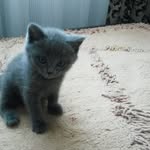 Winston Grey - @gato.griz - Instagram