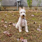 Winston Grey - @mini.schnauzer.named.winston - Instagram