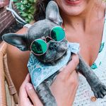 Winston Grey - @winstongreythefrenchie - Instagram