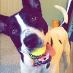 Winston Grey - @winston_grey_ruff - Instagram