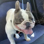 Winston Grey - @thefrenchiewinstongrey - Instagram