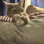 Winston Grey - @winston_the_amazing_cat - Instagram
