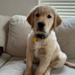 Winston Grey - @winston.grey.thegolden - Instagram