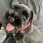 Winston Greybeard - @winstongreybeard - Instagram