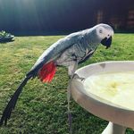 Winston The Grey. - @wwwinston_101 - Instagram