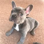 Winston The Grey Frenchy - @winston_helbrough - Instagram