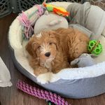 Winston Guy - @winston.the_guy20 - Instagram