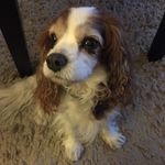 Sir Winston Hanson - @sir_winstogram - Instagram