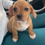 Winnie the Bish - @winston_the_bish_anson - Instagram