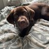 Winston the Chocolate Lab - @winston_hanson - TikTok