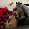 Harper & Winston - @harperwinstonfrenchies - TikTok
