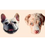 Winston + Harper - @lifeofwinstonandharper - Instagram