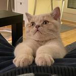 Winston & Harper - @winston_britishboy - Instagram
