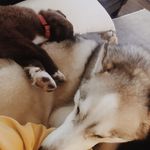 winston + harper - @theglowpac - Instagram