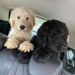 Winston & Harper - @winstonandharperaus - Instagram