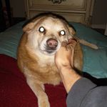 Winston Harper - @winstonfat420 - Instagram