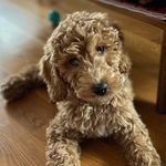 Winston Harper - @therealwinstonharper - Instagram