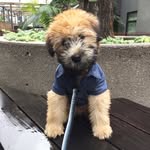 Mr. Winston Herbert Boyd - @mrwinstonwheaten - Instagram