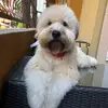 Winston Herbert Boyd - @mrwinstonwheaten - TikTok