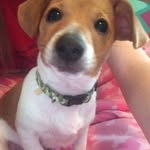 Winston Herbert Miller - @winstonthe.dachshund - Instagram