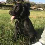 Woobee and herbie - @winston_and_herbert - Instagram