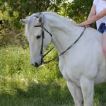 Winston - @winston_horse - Instagram