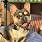 Winston Holmes-Reynolds - @winston_th3_frenchy - Instagram