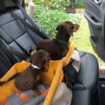 Winston and Pippa Hoy - @winnie_and_pip - Instagram
