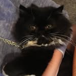 Winston - @winston_the_hungry - Instagram