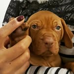 Winston - @winstonthehungarianvizsla - Instagram
