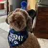 Winston Is Hungry - @hungryhungrywinston - TikTok