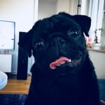 Winston The Pug - @hungrywinston - Instagram
